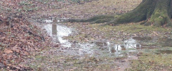 wind-mitigation-inspection-header